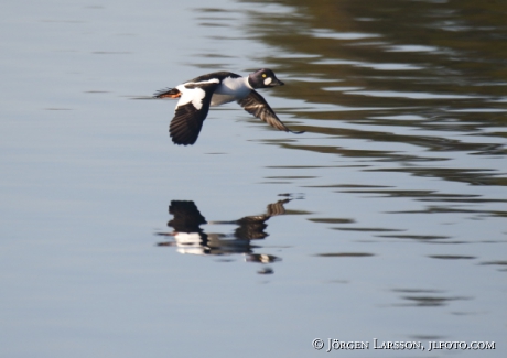 Golden eye Bucephala clangula