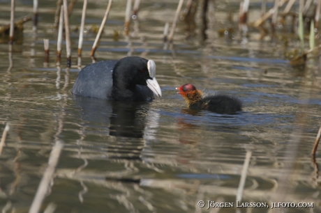 Coots with chick