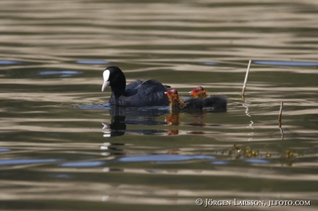 Coots with chick