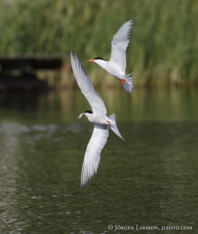 Common tern, Sterna hirundo