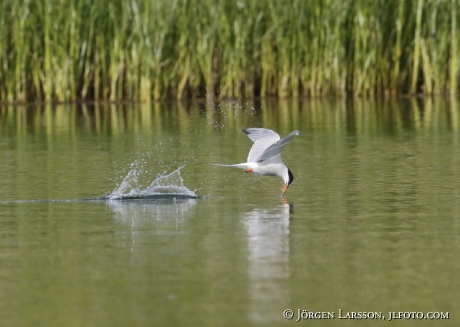 Common tern, Sterna hirundo