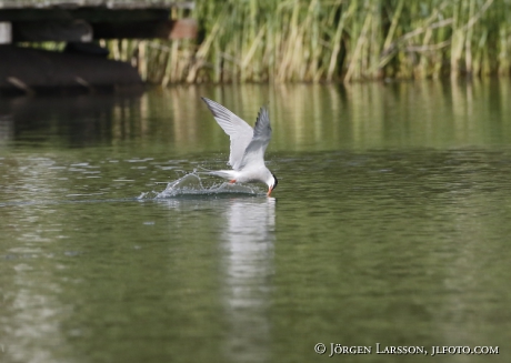 Common tern, Sterna hirundo