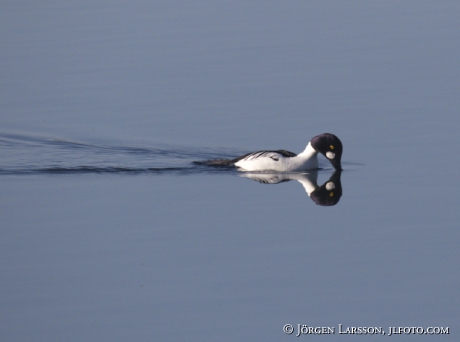 Golden eye Bucephala clangula