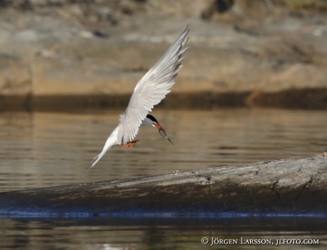 Common tern, Sterna hirundo