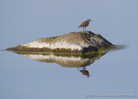 Common sandpiper  Actitis hypoleucos  