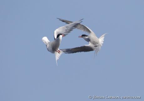 Common tern  