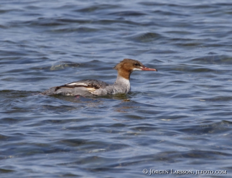 Goosander  Mergus merganser