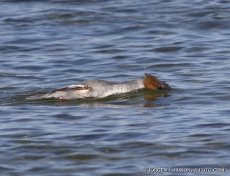 Goosander  Mergus merganser