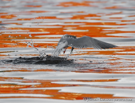 Common tern, Sterna hirundo