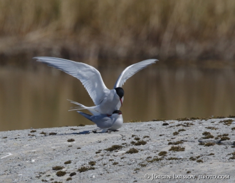 Common tern  mating