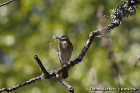 Starfinch Phoenicurur phoenicurus