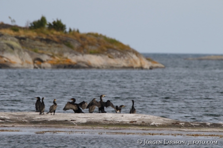 Great Cormorant, Phalacrocorax carbo, 