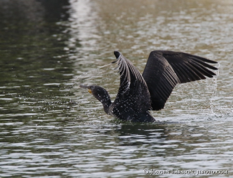 Great Cormorant, Phalacrocorax carbo, 