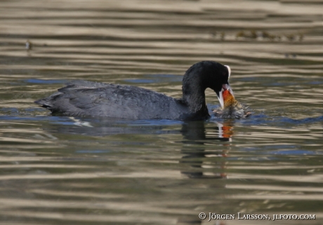 Coots with chick