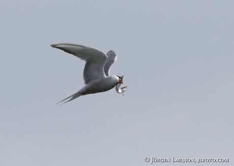 Common tern, Sterna hirundo