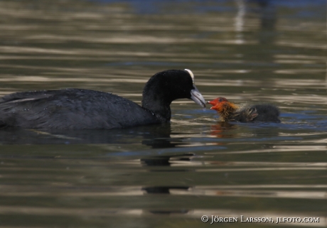 Coots with chick