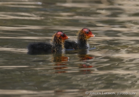 Coots  chick