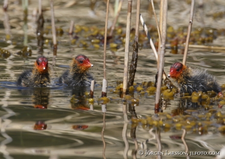 Coots  chick