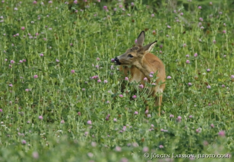  Roe deer Capreolus capreolus