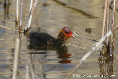 Coots  chick