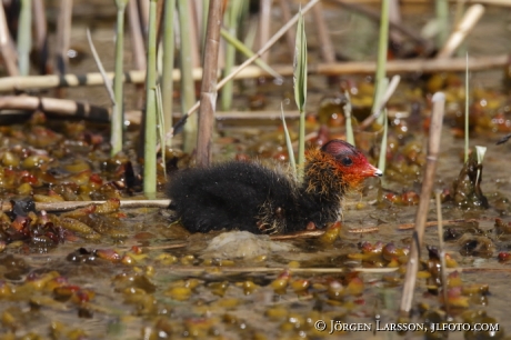 Coots  chick