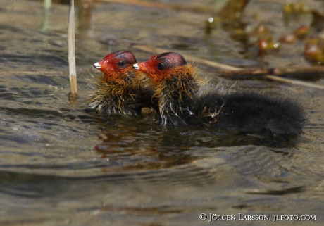 Coots  chick