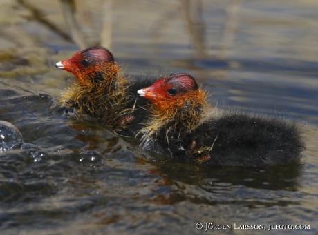 Coots  chick