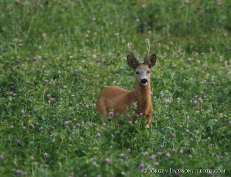  Roe deer Capreolus capreolus