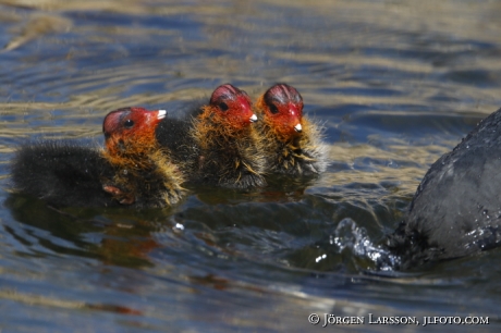 Coots  chick