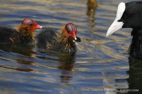 Coots  chick