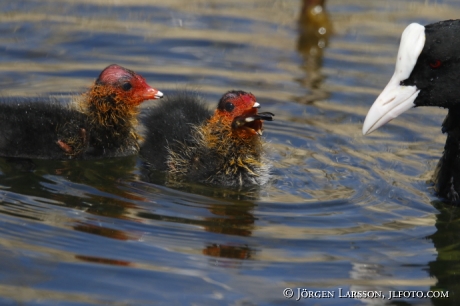 Coots  chick