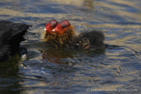 Coots  chick