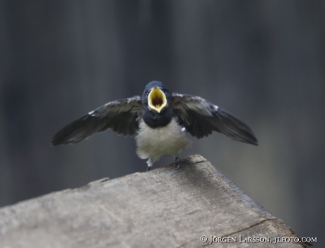 Barn Swallow  Hirundo rustica 