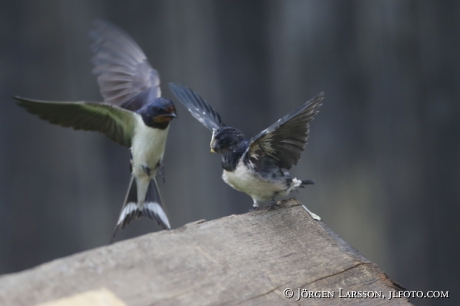 Barn Swallow  Hirundo rustica 