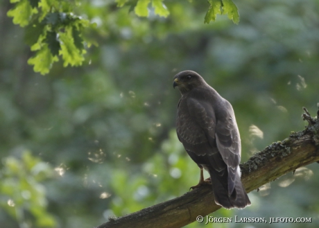 Common Buzzard, Buteo buteo, 