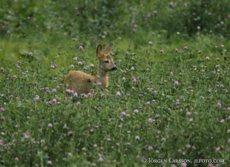  Roe deer Capreolus capreolus