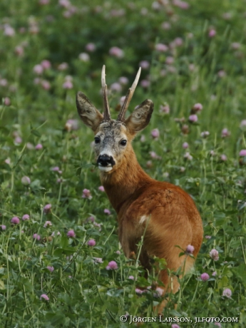  Roe deer Capreolus capreolus