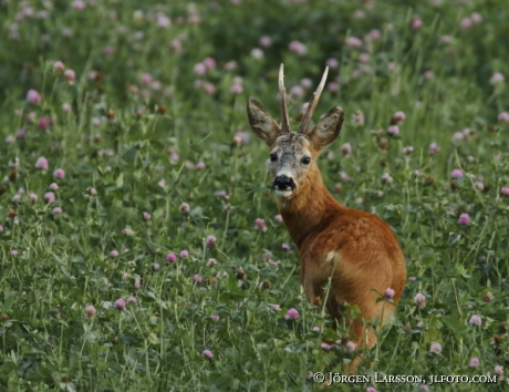  Roe deer Capreolus capreolus