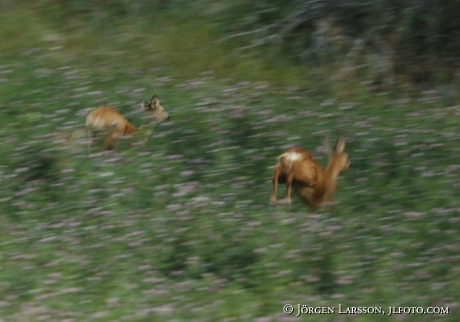  Roe deer Capreolus capreolus