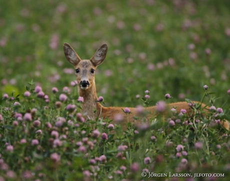  Roe deer Capreolus capreolus