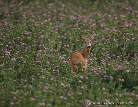  Roe deer Capreolus capreolus