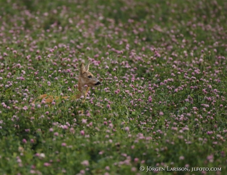  Roe deer Capreolus capreolus