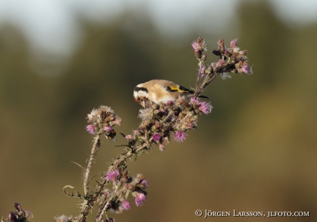 Goldfinch  Carduelis carduelis, 