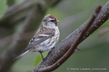 Common redpoll , Carduelis flammea 