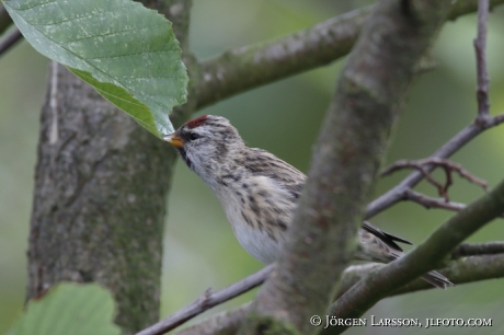 Common redpoll , Carduelis flammea 