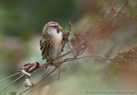 Common redpoll , Carduelis flammea 