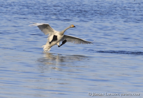 Whoper Swan Cygnus cygnus  landing