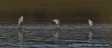 Herons