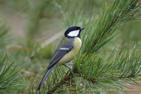 Great Tit  Parus major