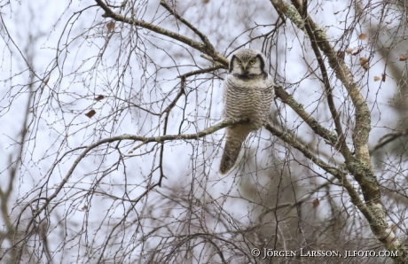 Hawk owl Surnia ulula